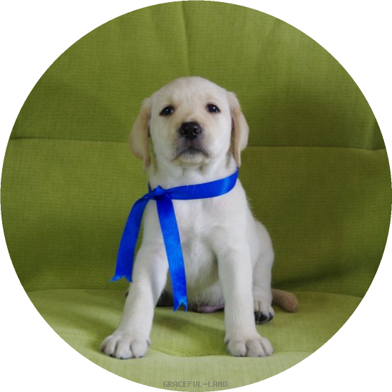 英国ラブラドールの子犬(A child of マナスル & ) 英国ラブラドールの子犬